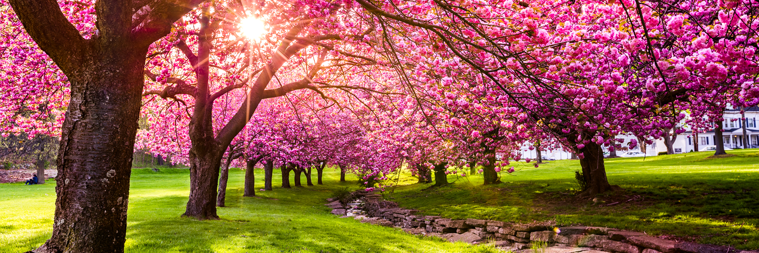 Banner image of Roseland